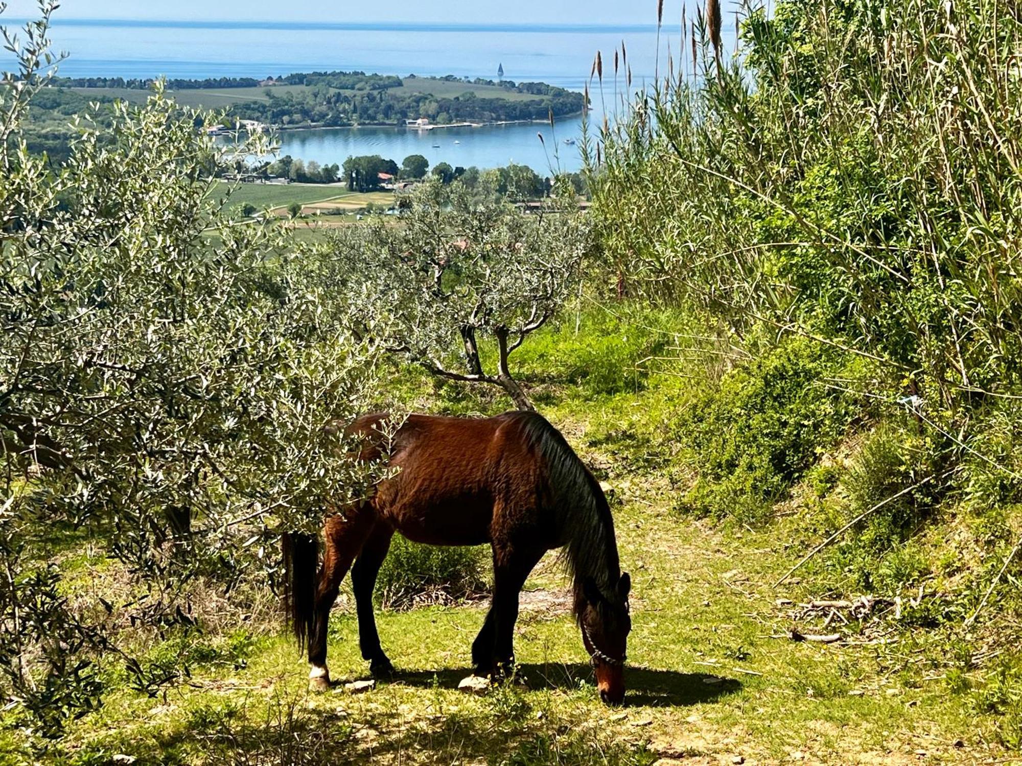Апартаменти Na Kmetiji S Konji - Pogelsek Анкаран Екстер'єр фото